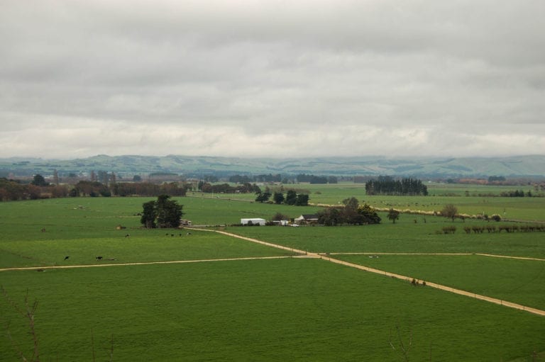 Embark on a martinborough winery tour on your next vacation, view of neatly arranged green fields with criss-crossing pathways and sporadic bunches of trees with rolling hills behind all under a cloudy grey sky