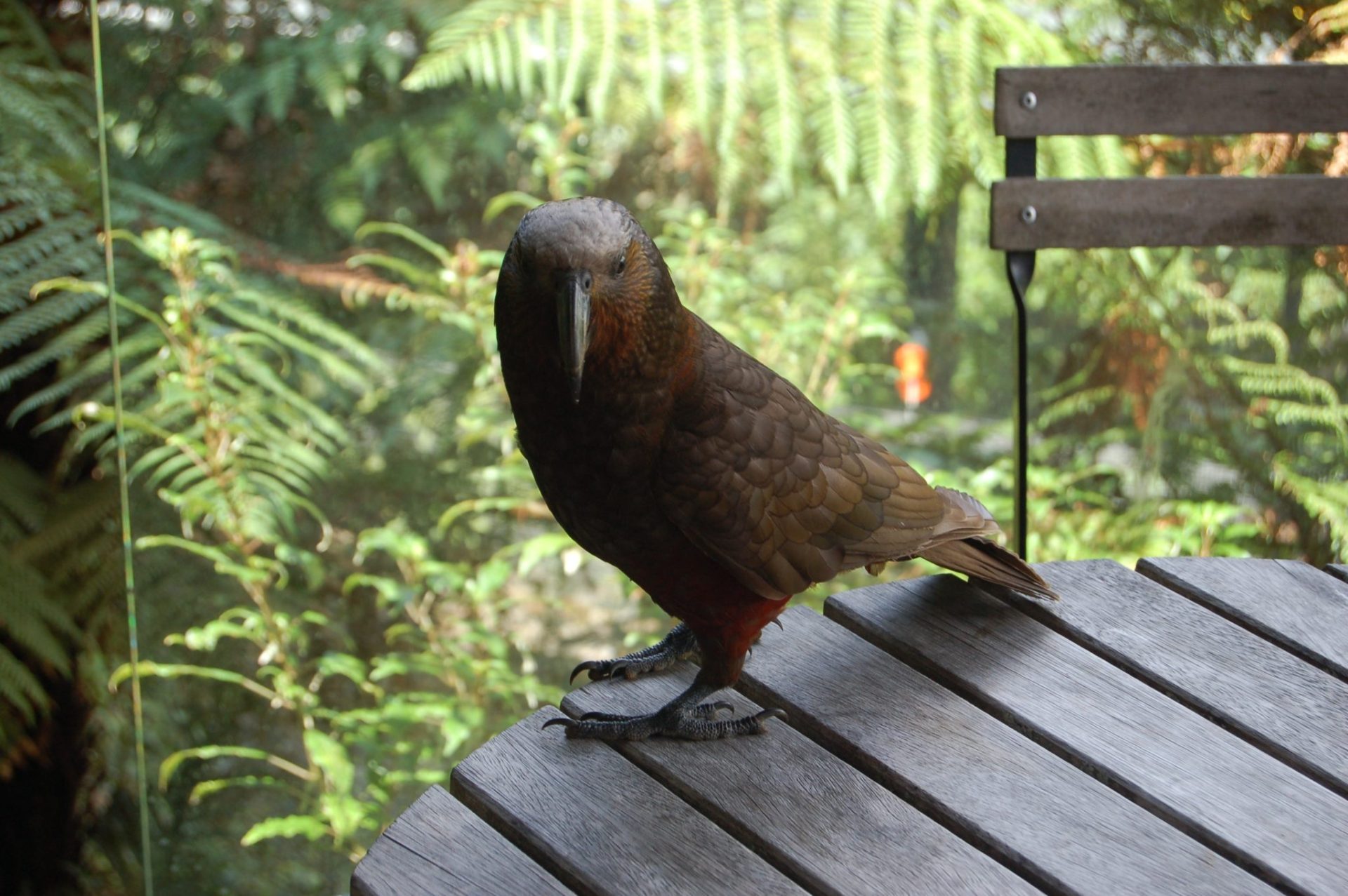 A New Zealand kaka parrot stands on a wooden outdoor table, looking directly at the camera. The bird has a brown and gray feathered body with hints of reddish plumage, set against a lush green background of ferns and foliage