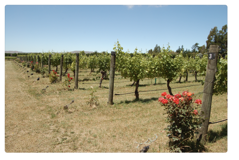 This image shows a well-maintained vineyard with rows of grapevines growing along trellises, supported by wooden posts. Red rose bushes are planted at the base of several posts, adding a splash of color to the green landscape. The grassy ground is dry and slightly yellowed, suggesting a warm climate. In the background, there are trees and gentle hills under a clear blue sky. The vineyard appears orderly and serene, with a sense of openness and natural beauty.