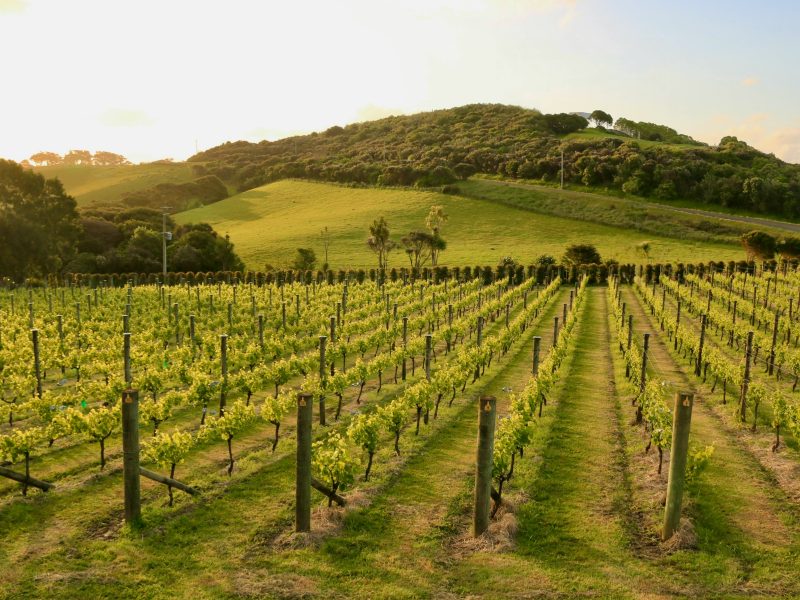 Rows of green grapevines on a vineyard with rolling hills in the background, captured at sunset on Waiheke Island, New Zealand. The soft golden light adds warmth to the lush landscape, highlighting the beauty of the island's wine-growing region